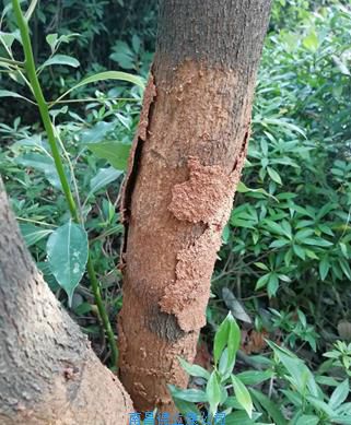 象湖風景區園林綠化白蟻防治
