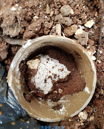 上饒廣信區園林綠化白蟻防治